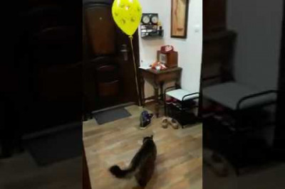 Занимательное развлечение для кота