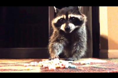 Еноты - милейшие и забавные животные 