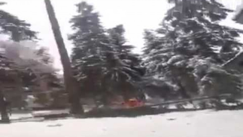 Как в Молдове пилят деревья