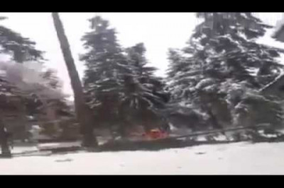 Как в Молдове пилят деревья