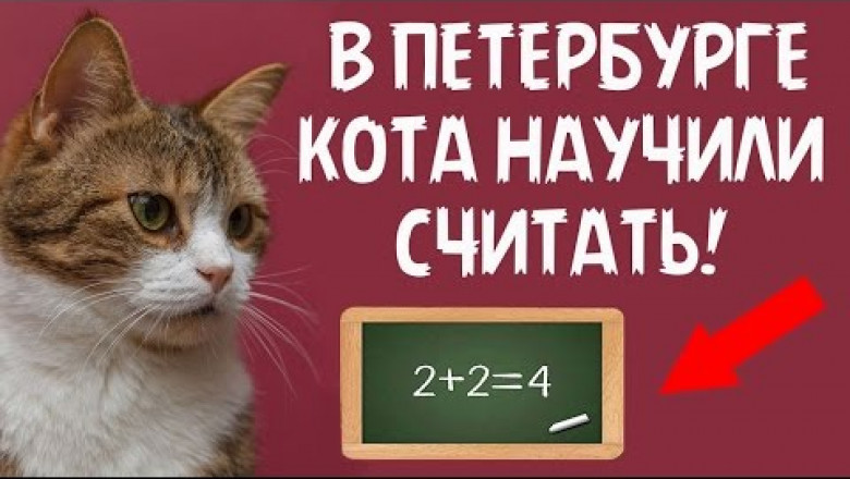 Подобного трюка не видел даже Юрий Куклачев