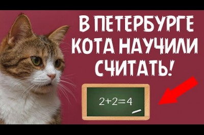Подобного трюка не видел даже Юрий Куклачев