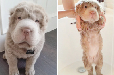Смешные пёсики  до и после мытья 