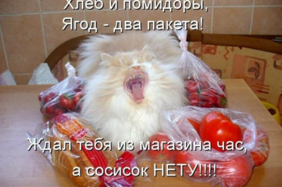 Замешательство в кошачьем царстве