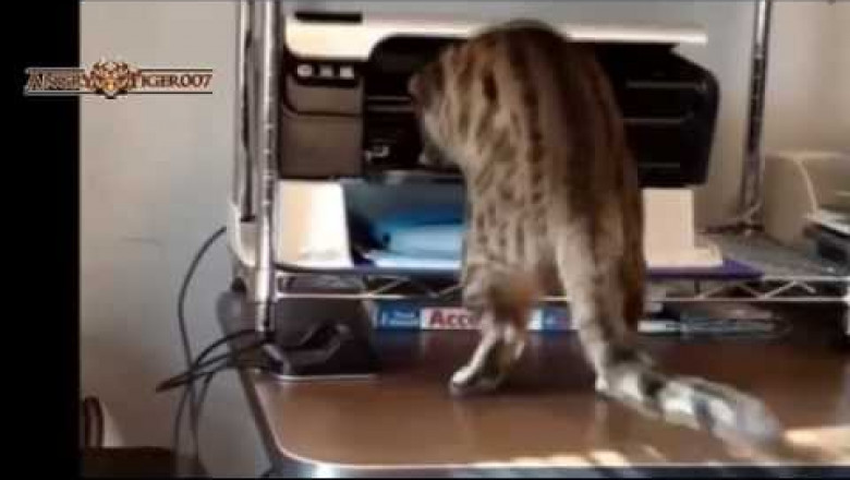 Живовность  и бытовая техника 