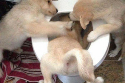 Когда пропадает вкуснятина