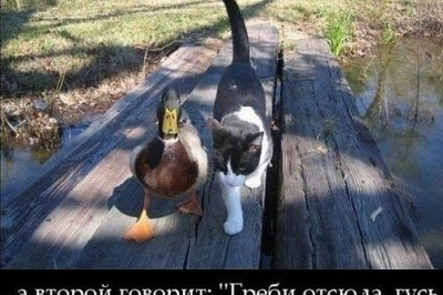 Коты идут на разборки