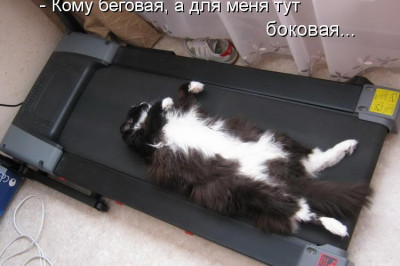 Коты на беговой дорожке