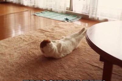 Коты занимаются спортом