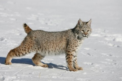 Рысь в гостях у кошки 