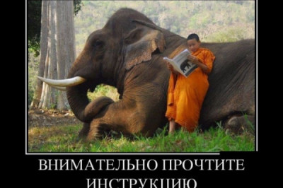 Слон и человек