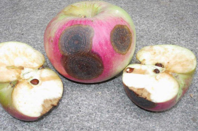 Администратор обжора