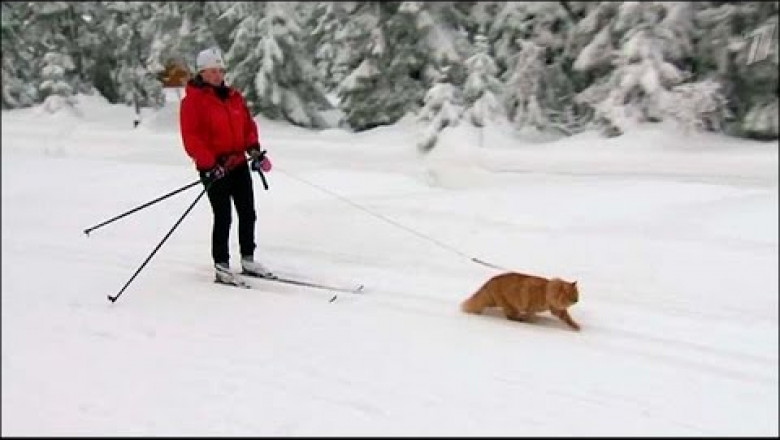 Ездовой кот из Норвегии 