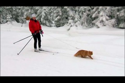 Ездовой кот из Норвегии 