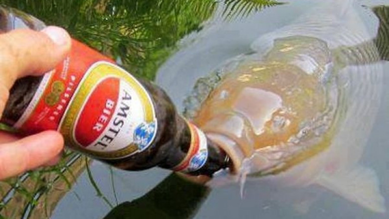 Карп пьет пиво