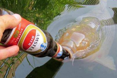 Карп пьет пиво