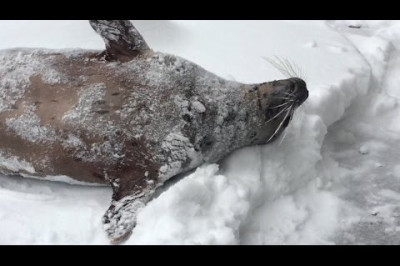 Когда выпал первый снег 