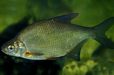 Лещ – рыба или затрещина?