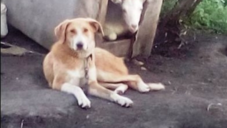 Любовь зла - полюбишь и козла