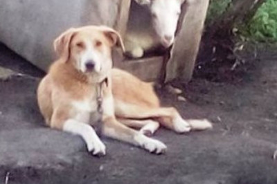 Любовь зла - полюбишь и козла