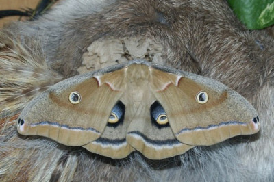 Месть для паршивой моли