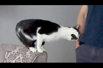 Мой нежный и ласковый кот !