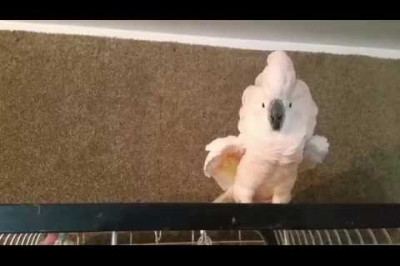 Попугай - какаду отказывается возвращаться в клетку 