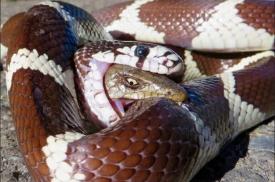 Сумасшедшие фото сумасшедшего  мира 