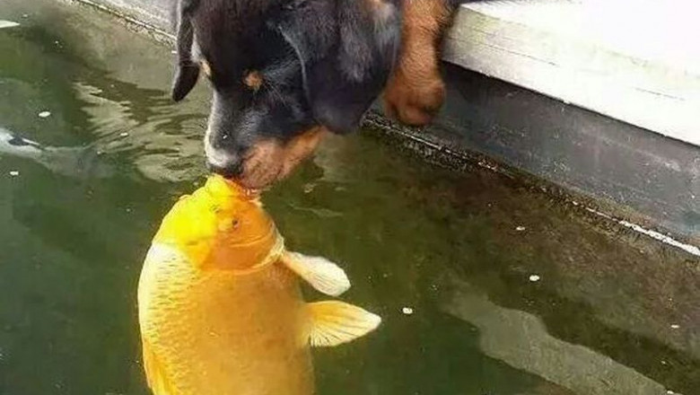 Знакомство собаки и рыбы