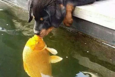 Знакомство собаки и рыбы