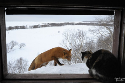 А колобок выйдет сегодня гулять