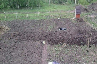 Дачные дела