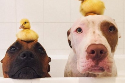 Две собаки собаки заботятся об утятах 