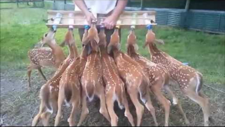 Кормежка оленят