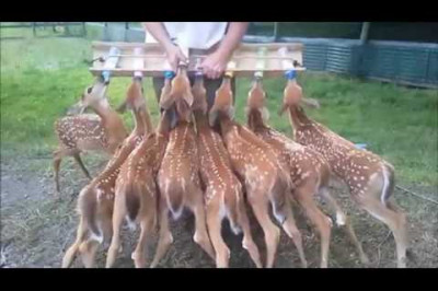 Кормежка оленят