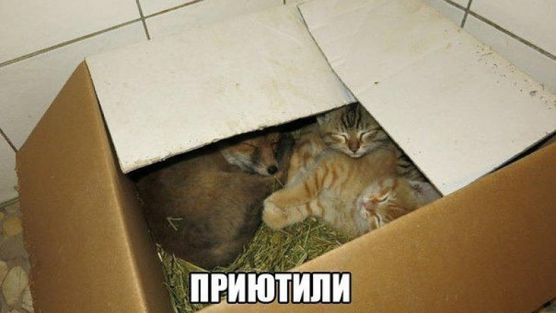 Приютили лису