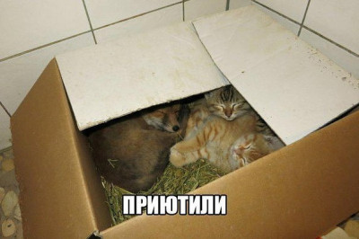 Приютили лису