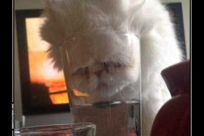 Сушняк у кота