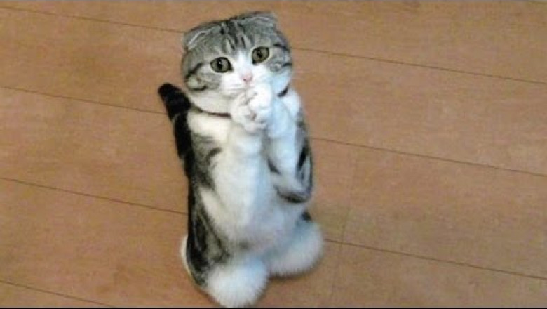 Видео сборник для хорошего настроения .