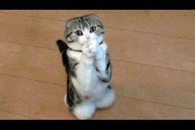 Видео сборник для хорошего настроения .