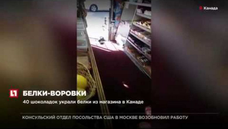 Белка украла товар с прилавка магазина