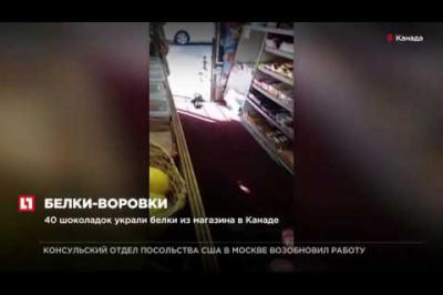 Белка украла товар с прилавка магазина