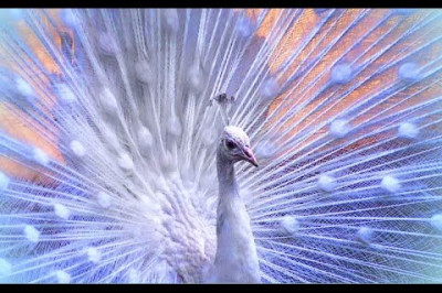 Белоснежный павлин 