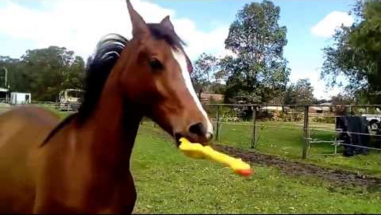 Лошадь играет с резиновой курицей