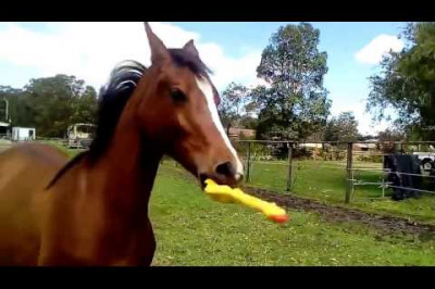 Лошадь играет с резиновой курицей