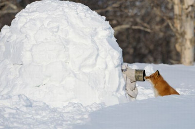 Маскировка фотоохотника 