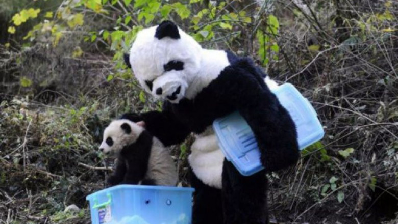 Маскировка в зоопарке