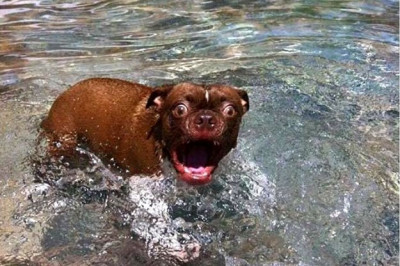 Окунулся в воде