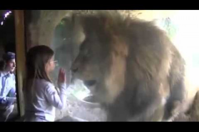 Девочка и лев 