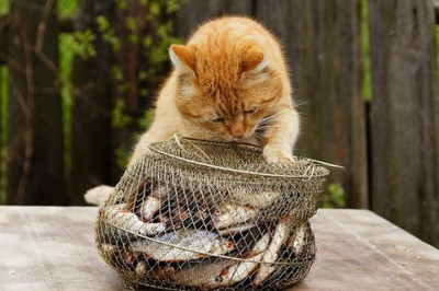 Хвостатые дары моря